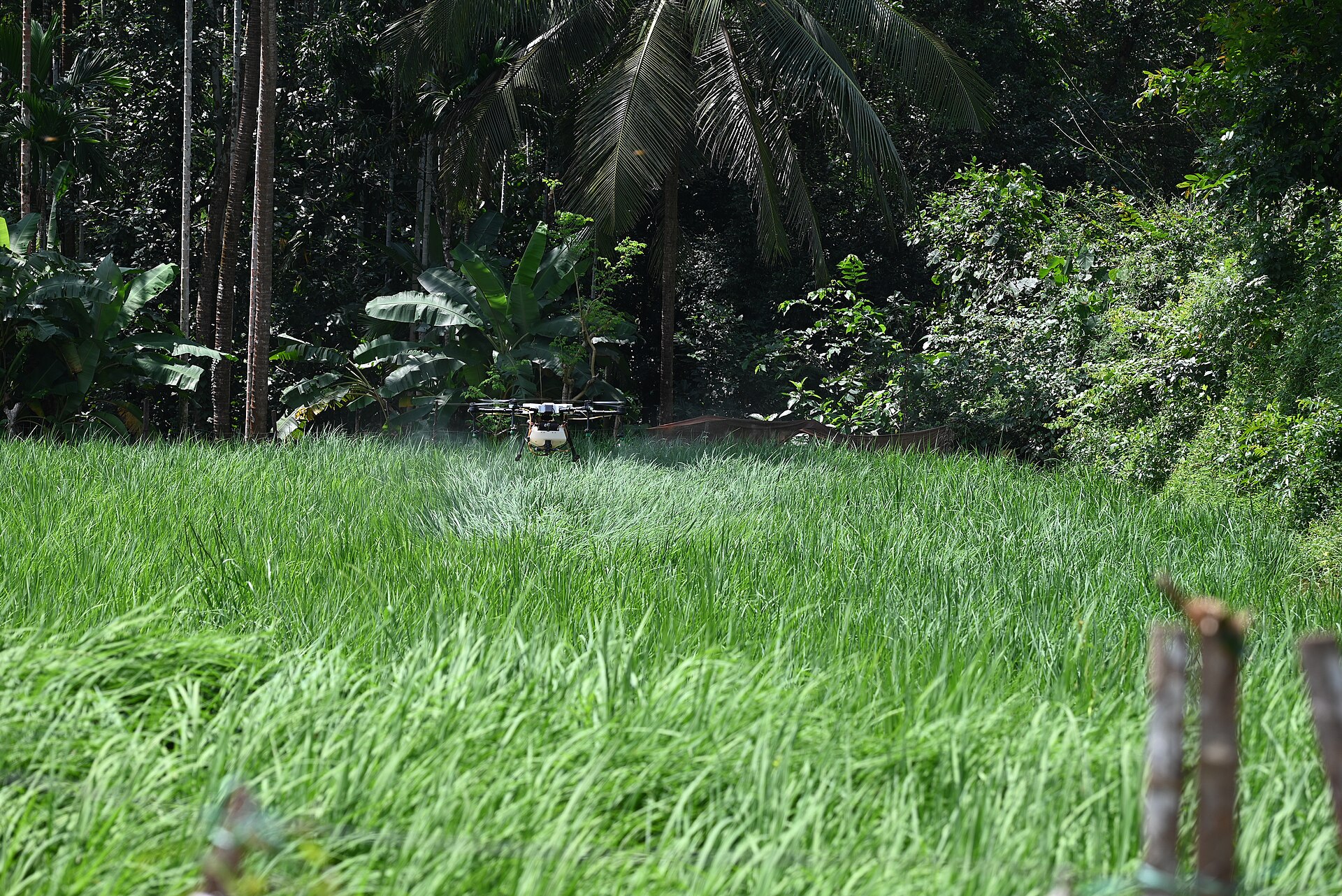 A multirotor drone with a white spray tank hovering low above a bright green paddy field, releasing a fine mist that shows as a pale haze below the airframe. The crop directly under the aircraft is flattened in a circular pattern, and dense palms and broadleaf vegetation close in behind the field.